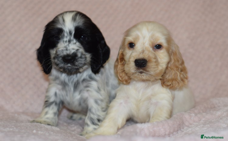 Cocker Spaniel dogs - Advert 11