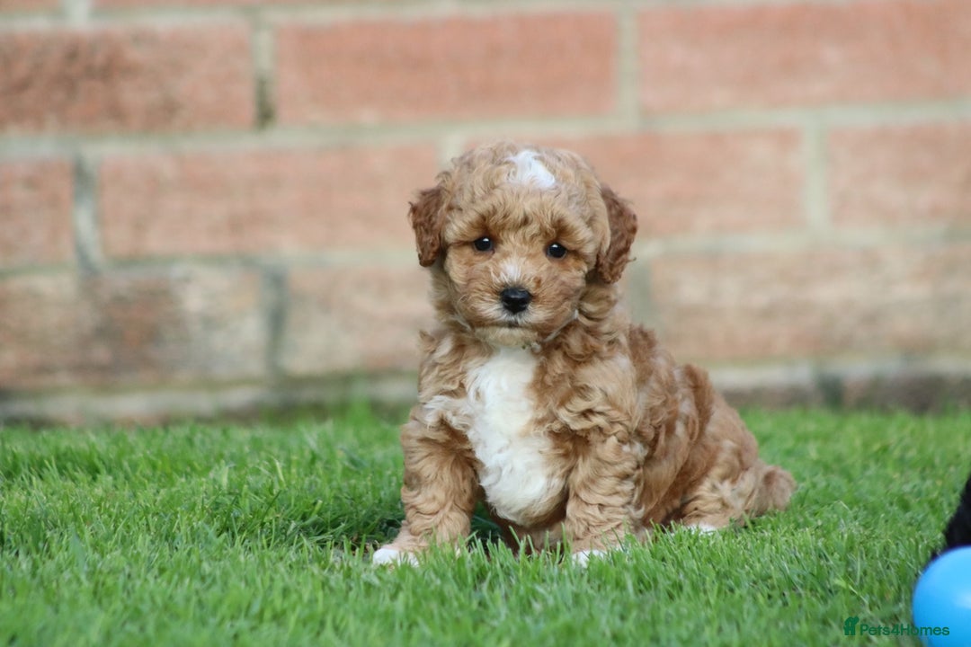 Cavapoochon dogs for sale: Cavapoochon puppies for sale - Image 31