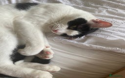 Mixed Breed cats for sale: Gorgeous 2 year old male lap cat  - Image 2