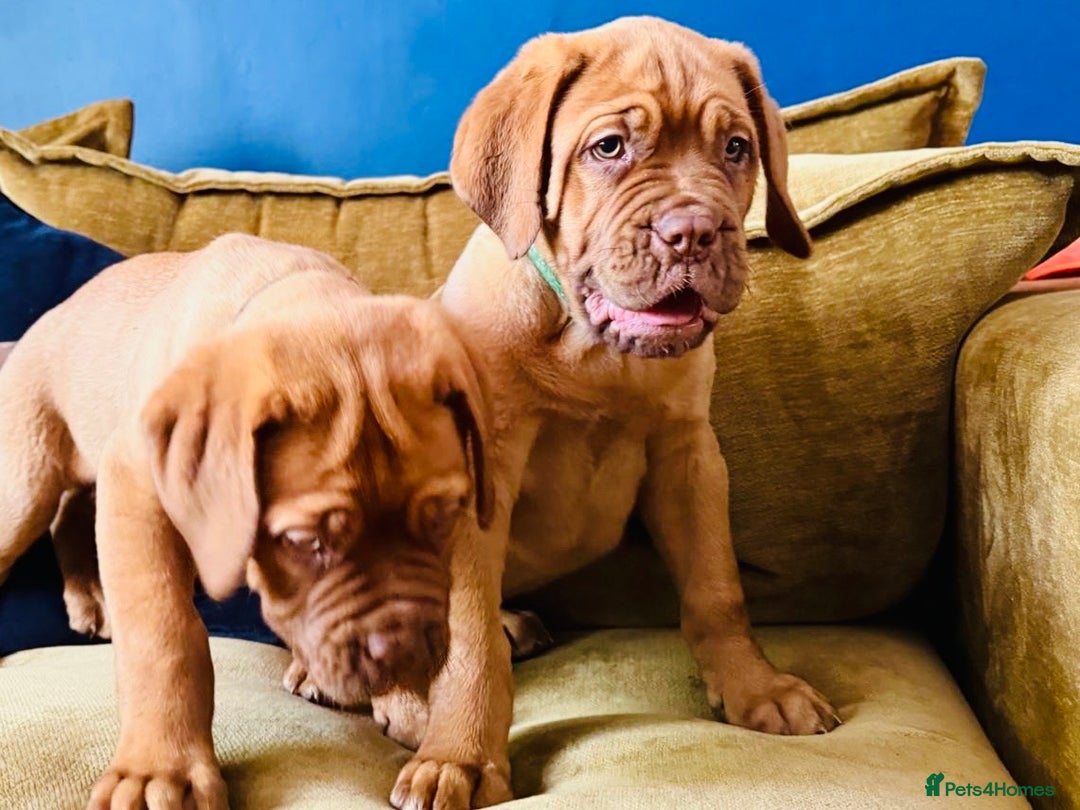 Dogue De Bordeaux dogs for sale: Ready now. KC Registered Dogue de Bordeaux Puppies - Image 3
