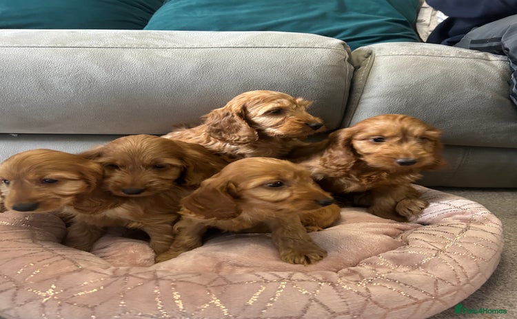 Cockapoo dogs - Advert 5