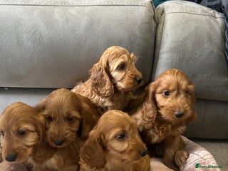 Cockapoo dogs - Advert 35