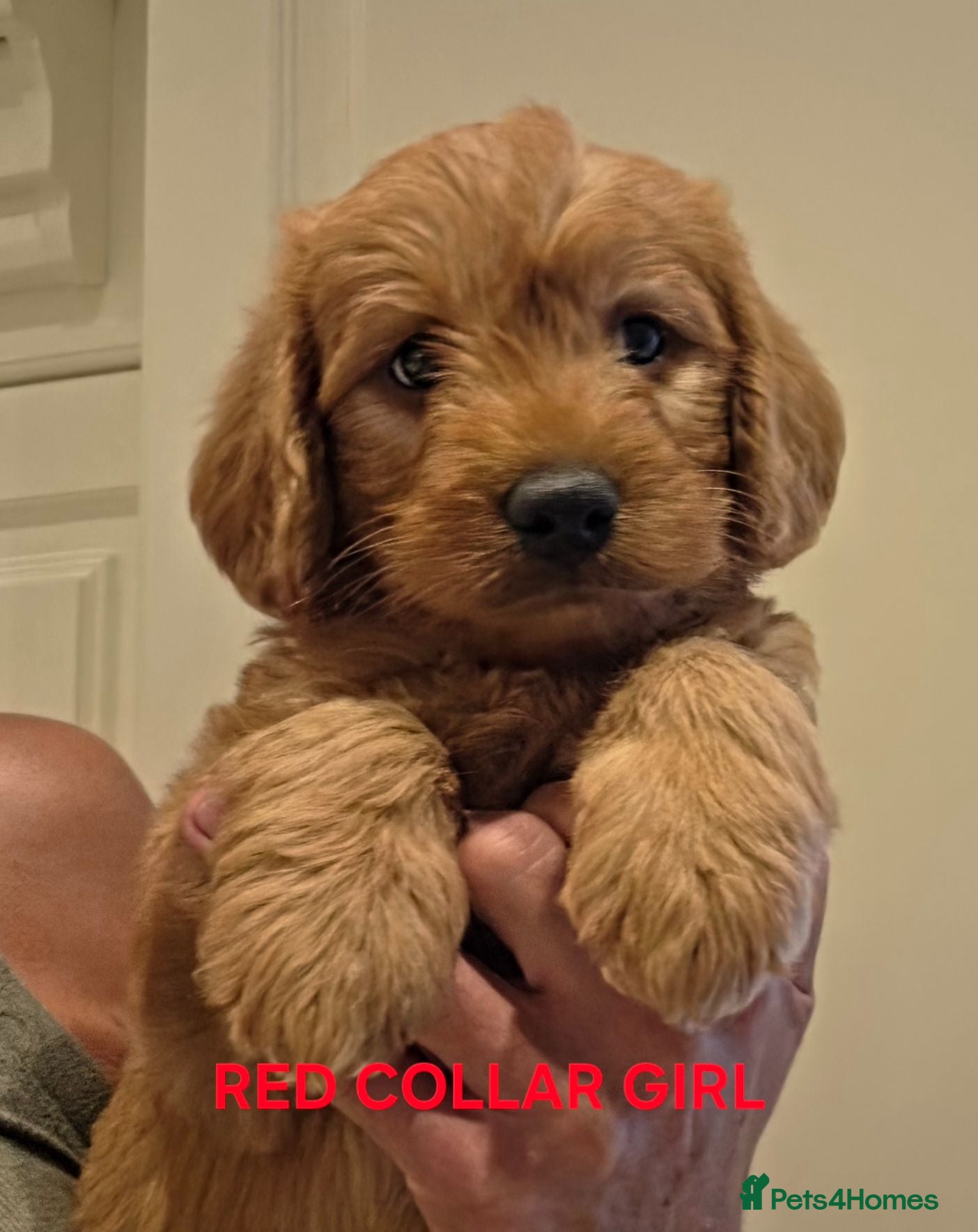 Labradoodle dogs LABRADOODLES F1 ( HEALTH TESTED PARENTS & G/PARENT - Advert 15