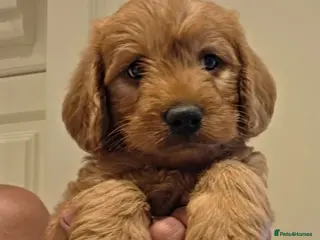 Labradoodle dogs LABRADOODLES F1 ( HEALTH TESTED PARENTS & G/PARENT - Advert 15