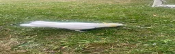Parrots birds for sale: Baby beautiful crested cockatoo perfect tame  in London - Advert 16