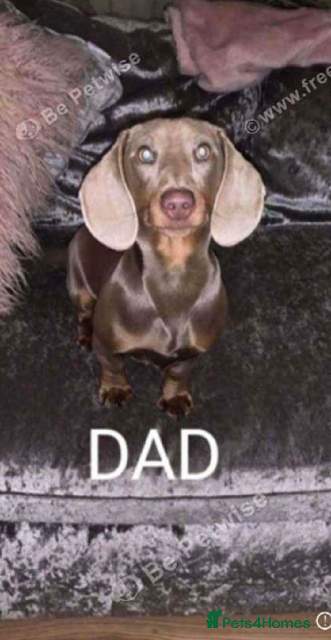 Miniature Dachshund dogs for sale: *ISABELLA DAPPLE MINATURE DACHSHUND PUPPIES* - Advert 9