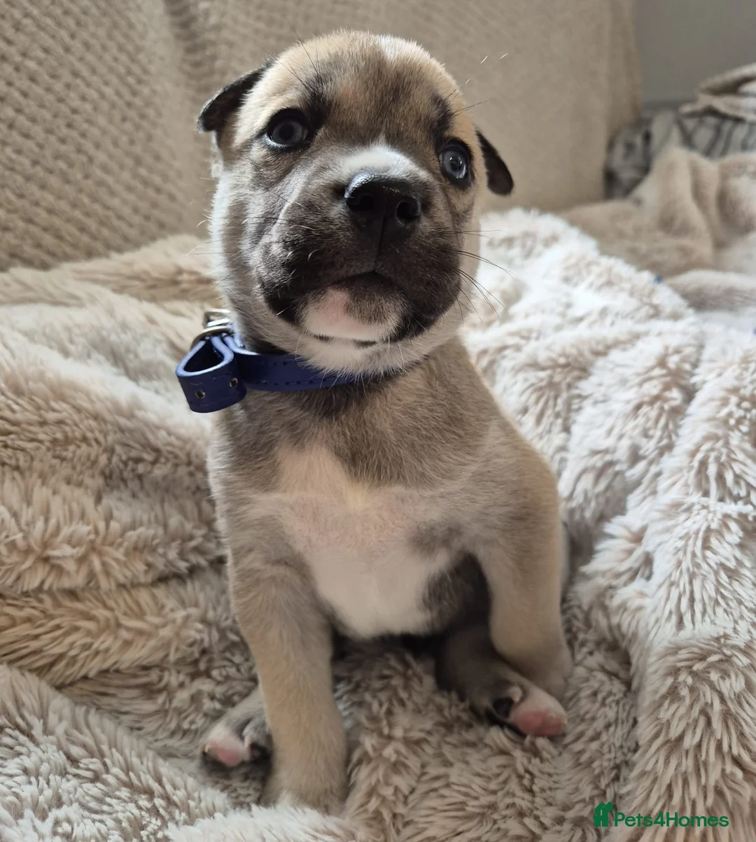 Mixed Breed dogs for sale: Elite Raised Staffy x Husky Pups in Aviemore - Advert 2