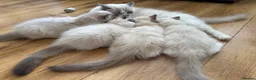 Ragdoll cats for sale: A Gentle Ragdoll Companions Awaits - Advert 1