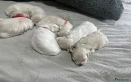 Bichon Frise dogs for sale: Beautiful Puppies Looking for Their Forever Homes! - Image 11