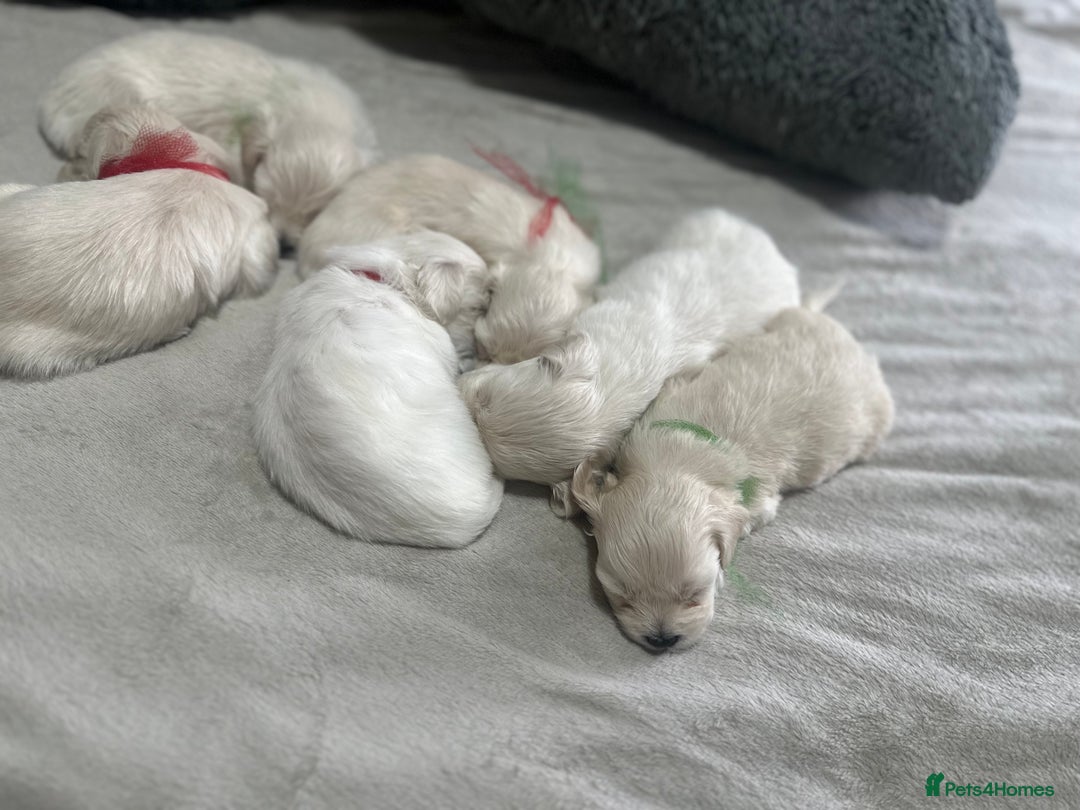 Bichon Frise dogs for sale: Beautiful Puppies Looking for Their Forever Homes! - Image 11
