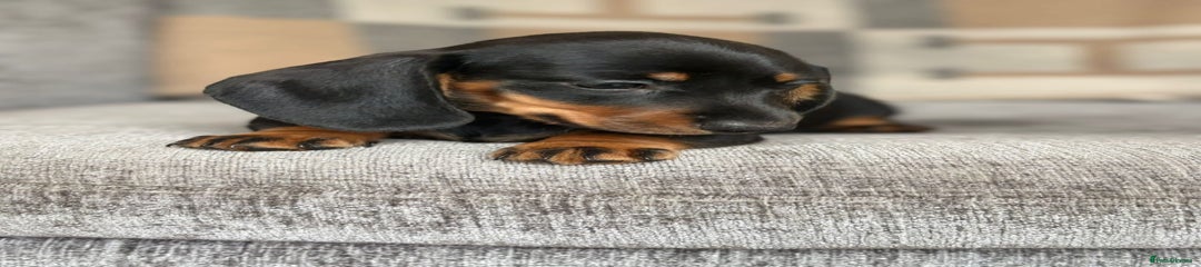 Miniature Dachshund Puppy 4