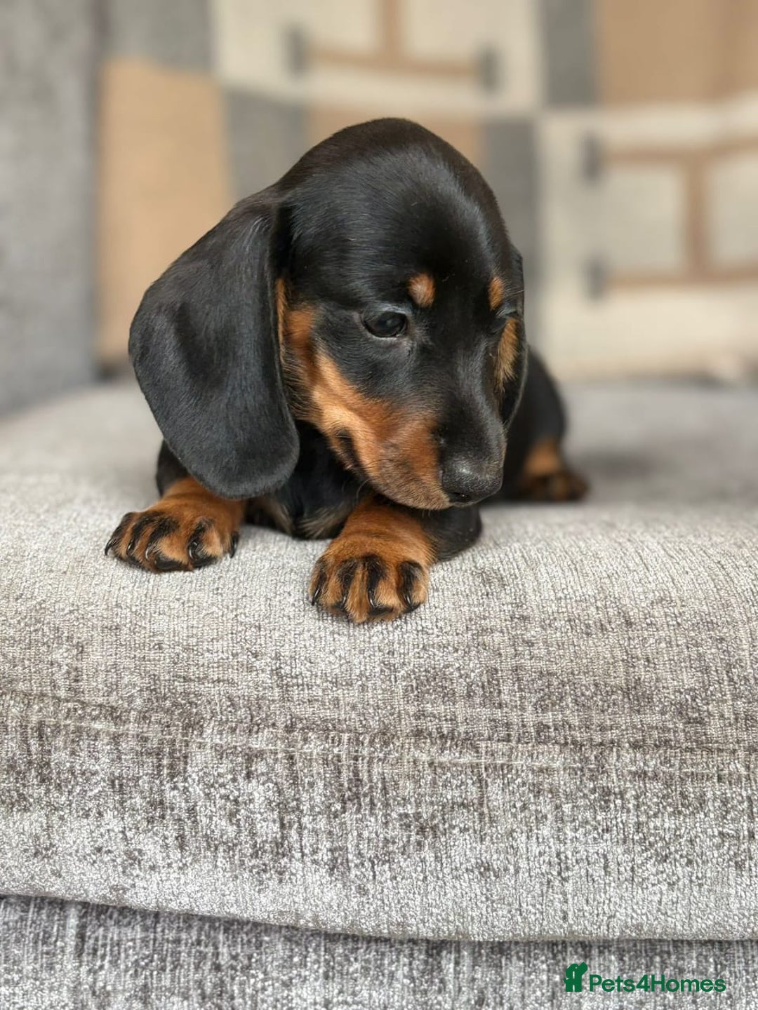 Miniature Dachshund dogs for sale: Beautiful Miniature Smooth Dachshund Puppies! - Image 2