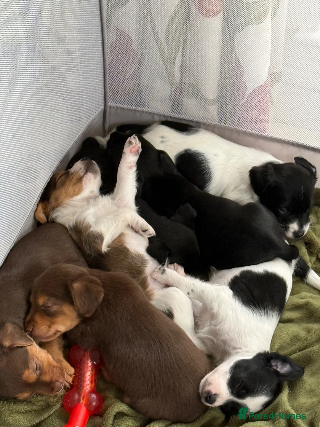 Patterjack dogs for sale: 🐾 Adorable Pattterjack Pups - Ready 1st July! 🐾 in Daventry - Advert 1