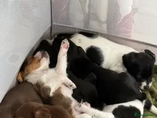 Patterjack dogs 🐾 Adorable Pattterjack Pups - Ready Now🐾 - Advert 15