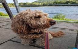 Cockapoo dogs for stud: 100% Proven F1 Fox Red Cockapoo, Stud only in Kirkcaldy - Image 34