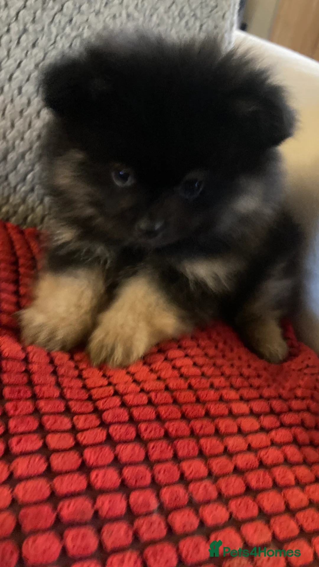 Pomeranian dogs for sale: Stunning litter of 6 Pomeranian Pups - Advert 11