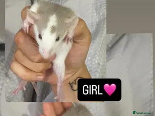 Rat rodents Baby Dumbo Rats - Advert 11