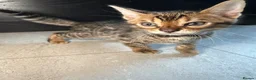 Bengal cats for sale: Bengal Male Kittens  - Advert 4
