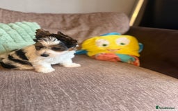 Biewer Terrier dogs for sale: 🐾Last Male Puppy Availavle- Meet Max!🐾 - Image 4