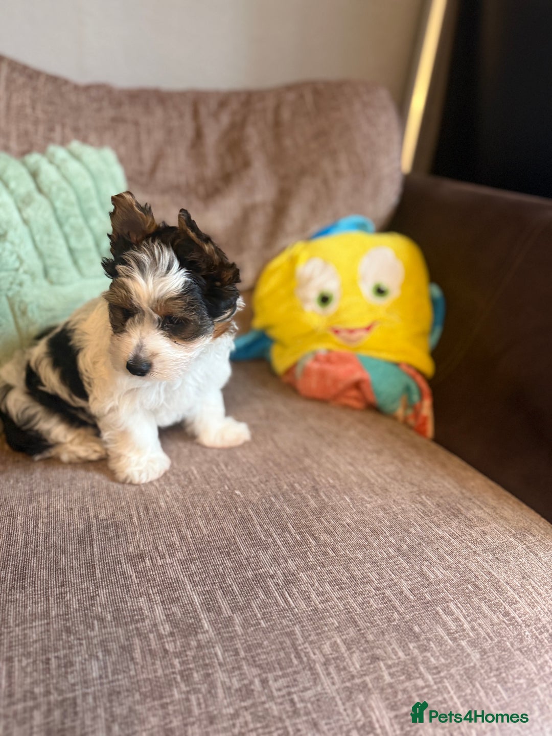 Biewer Terrier dogs for sale: 🐾Last Male Puppy Availavle- Meet Max!🐾 - Image 4