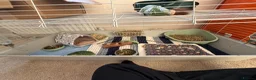Guinea Pig rodents for sale: Two 10wk old males in Stoke-on-Trent - Advert 4