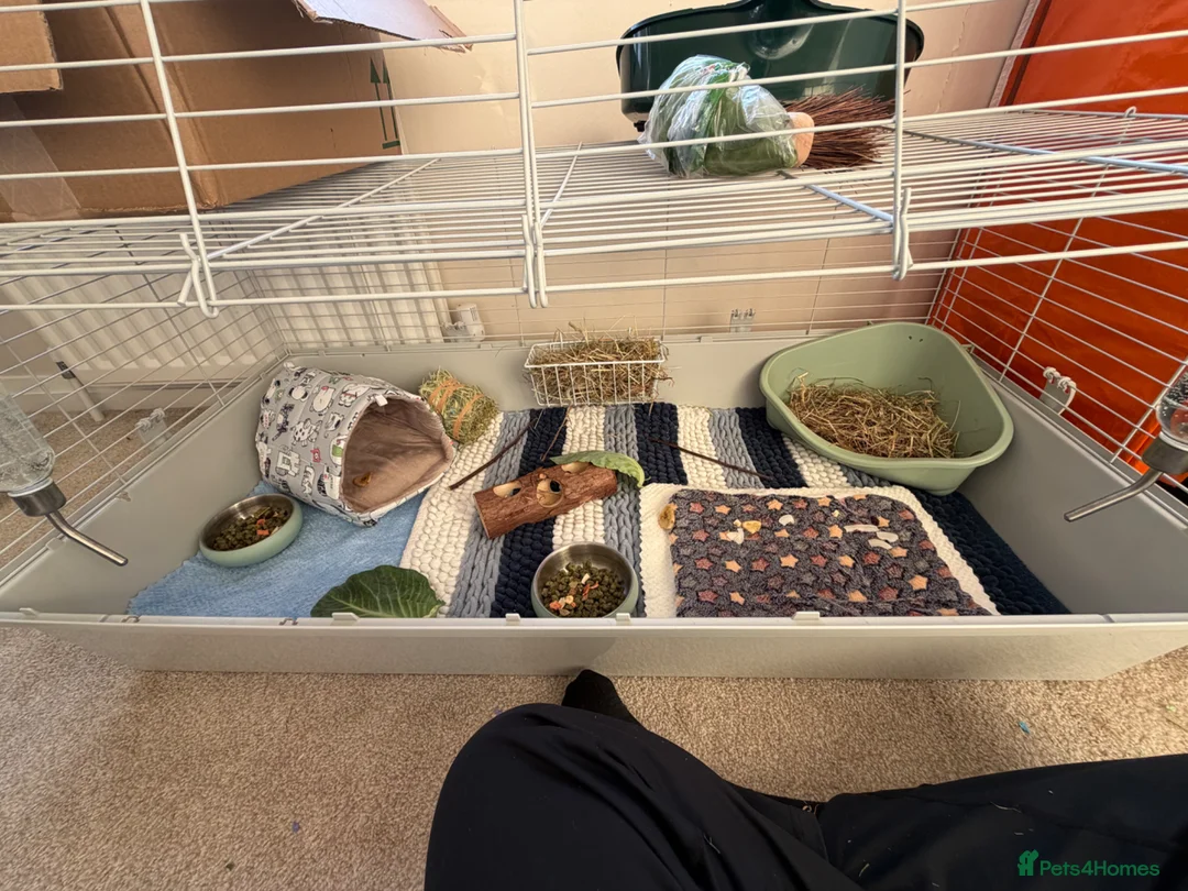 Guinea Pig rodents for sale: Two 10wk old males in Stoke-on-Trent - Advert 4