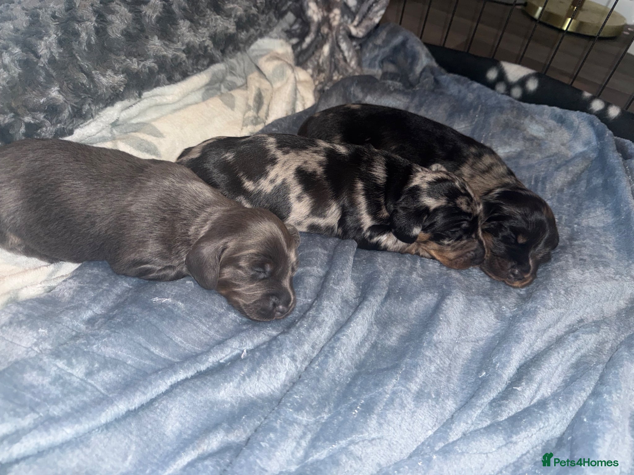 Dachshund dogs DACHSHUND PUPPIES 🐶🐾 - Advert 2