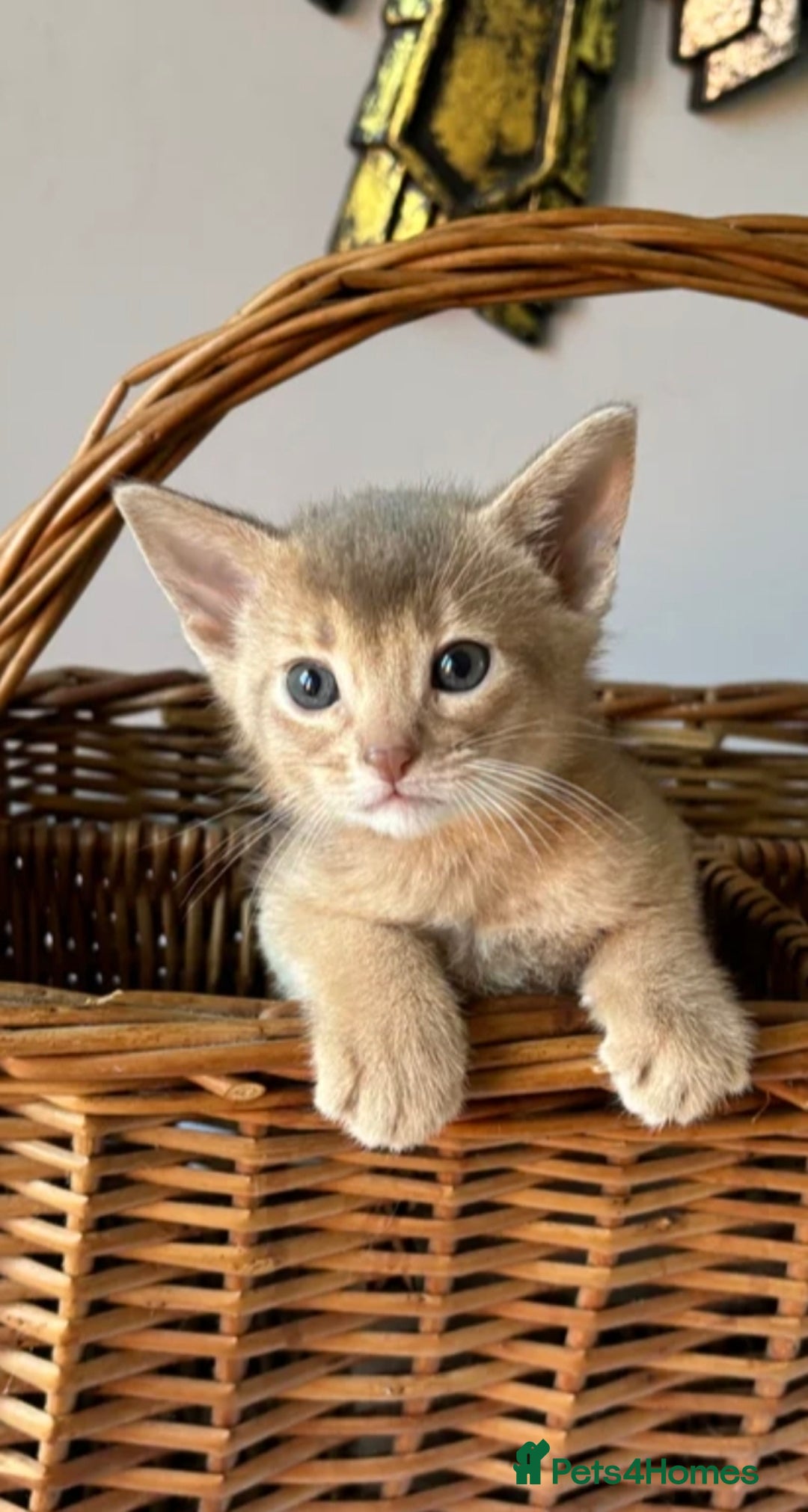 Abyssinian cats for sale: QUEEN ABYSSINIAN READY FOR STUD NOW - Advert 9