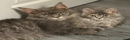 Maine Coon cats for sale: Stunning TICA active queen  - Advert 3