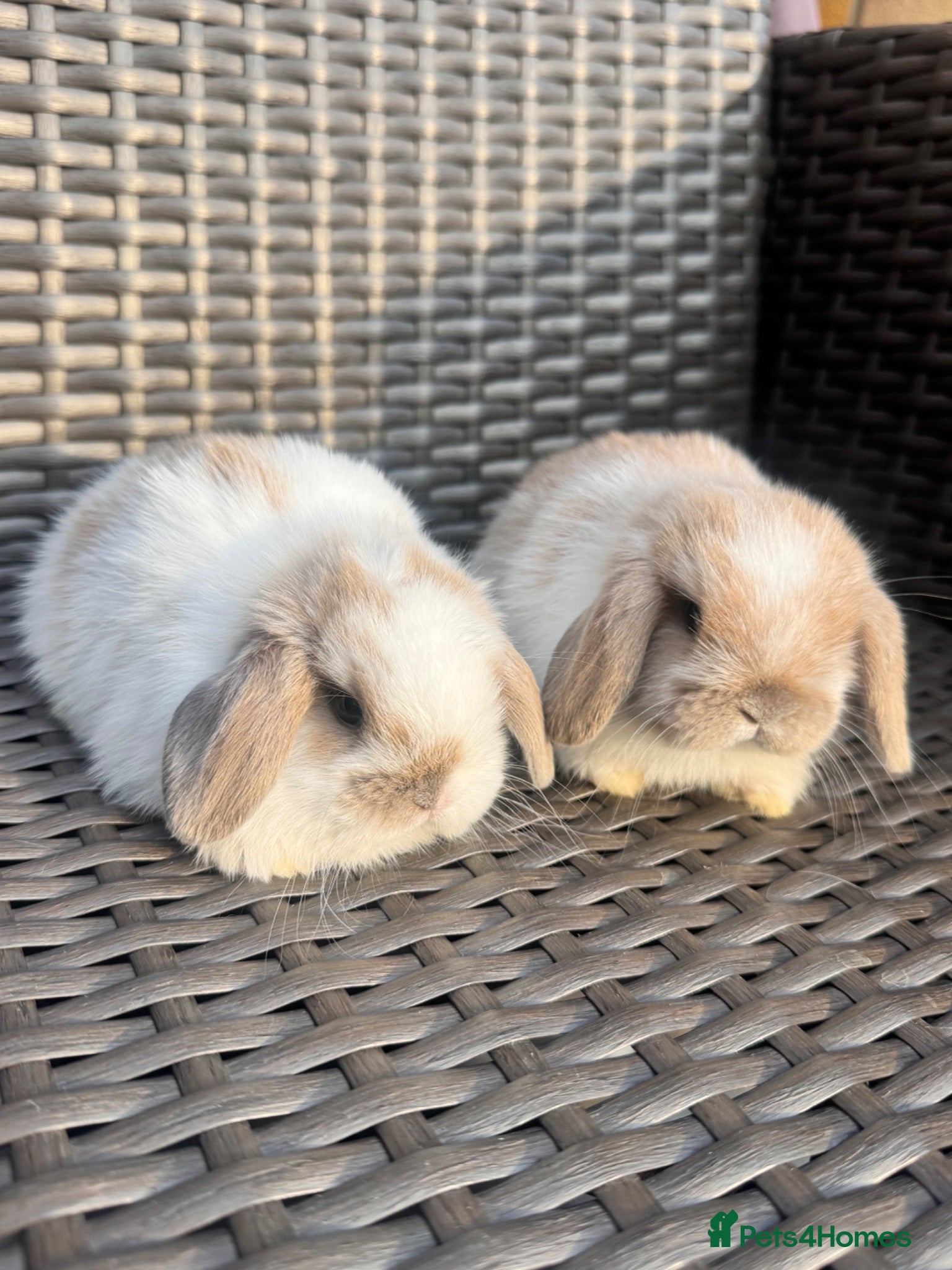 Mini Lop rabbits Female Pure bred mini lop bunnies  - Advert 2