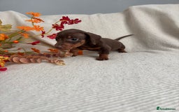 Miniature Dachshund dogs for sale: Beautiful chocolate and tan miniature dachshund  - Image 10