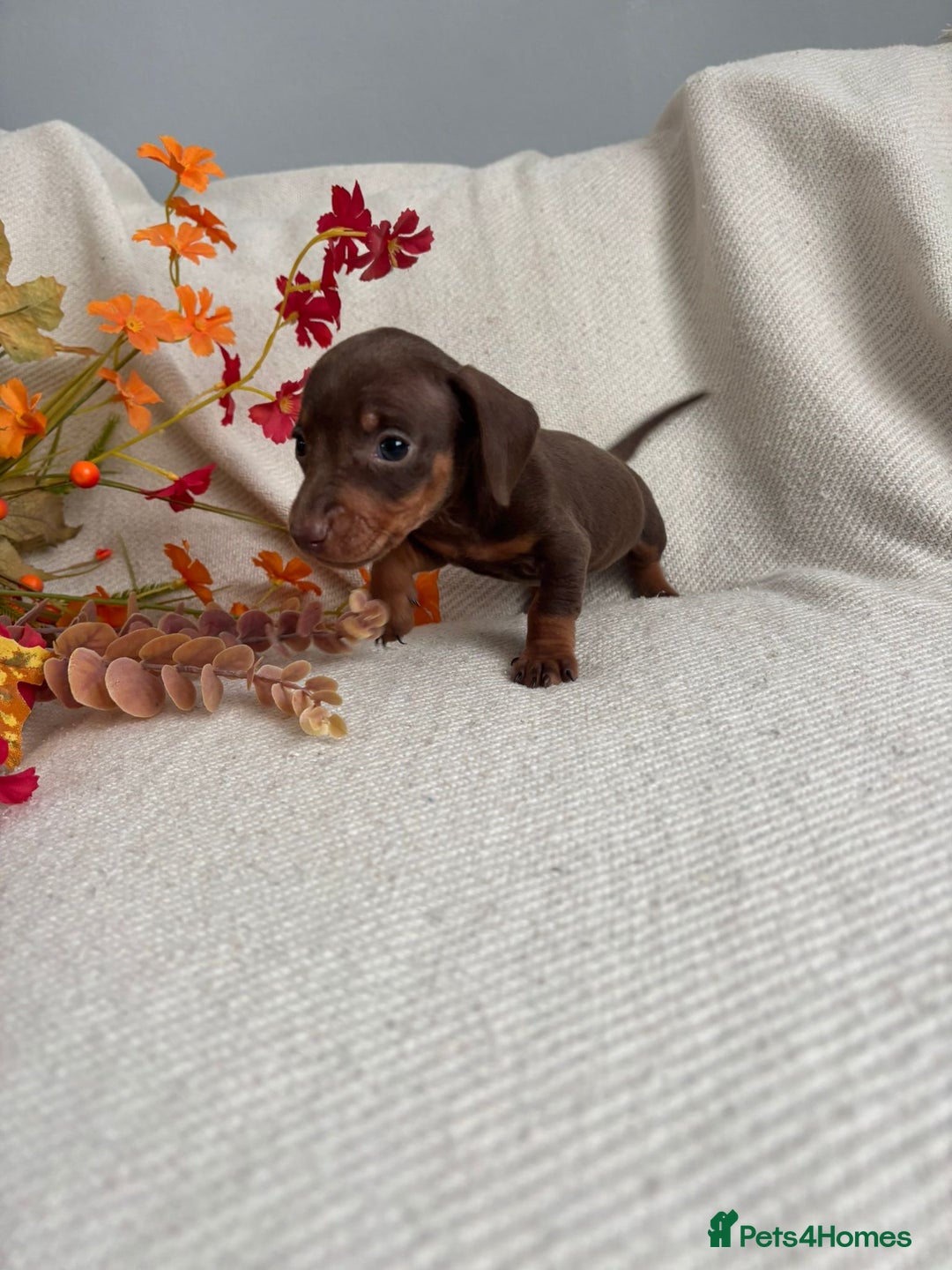 Miniature Dachshund dogs for sale: Beautiful chocolate and tan miniature dachshund  - Image 10