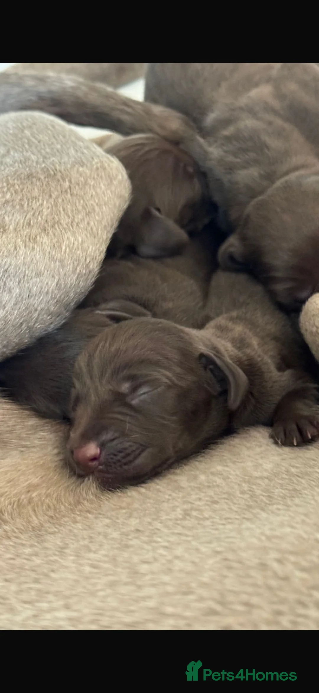 Mixed Breed dogs for sale: Beautiful Vizmaraner - Advert 1