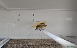 Finches birds for sale: Canaries for sale - Image 7