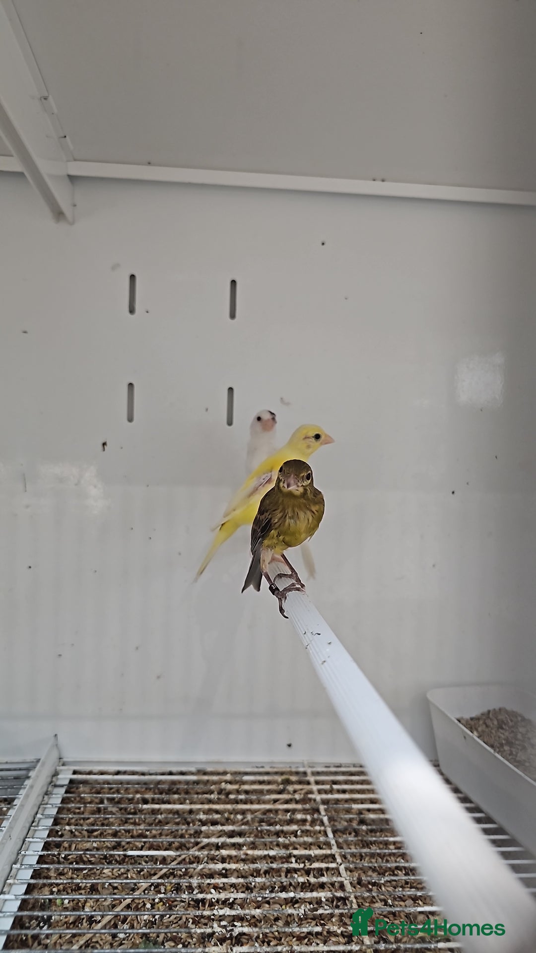 Finches birds for sale: Canaries for sale - Image 7