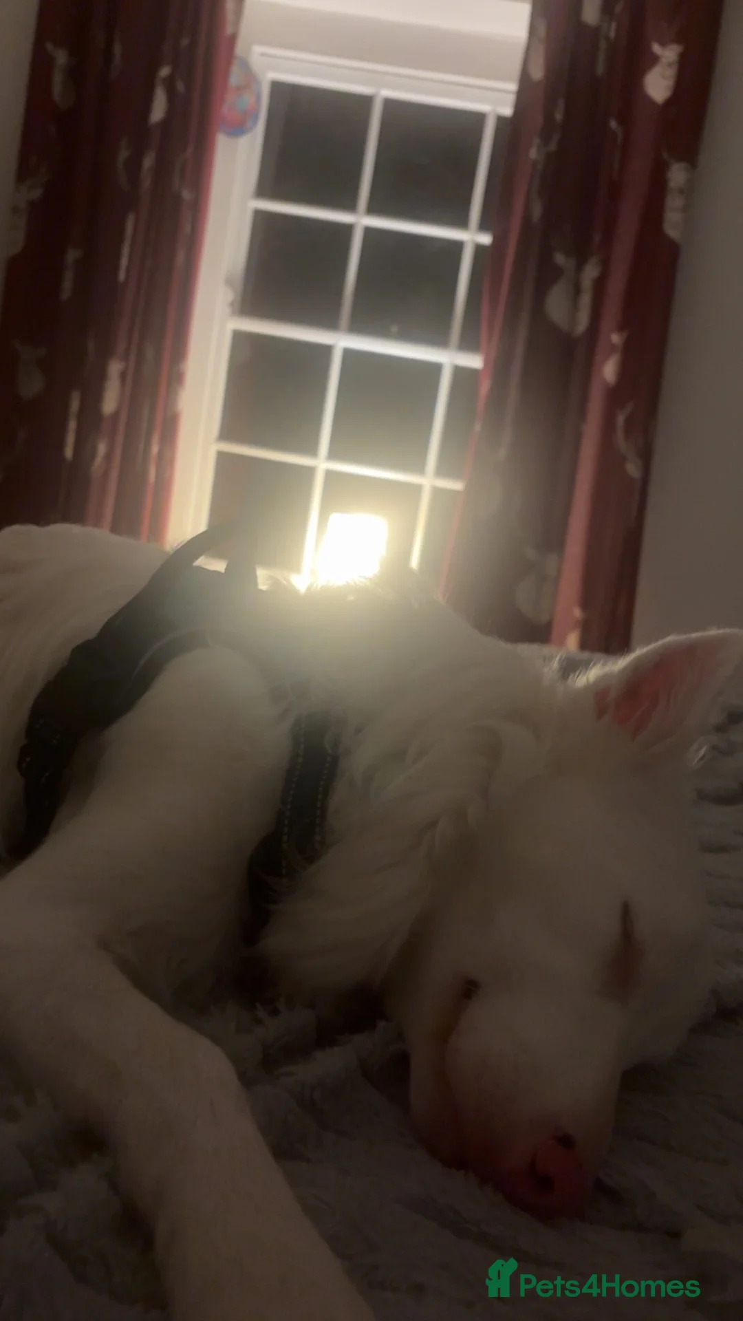 Mixed Breed dogs for sale: Loving Deaf collie cross looking for forever home in Bristol - Advert 2