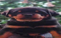 Rottweiler dogs for stud: Rottweiler Stud KC REGISTERED  in Buckingham - Image 7