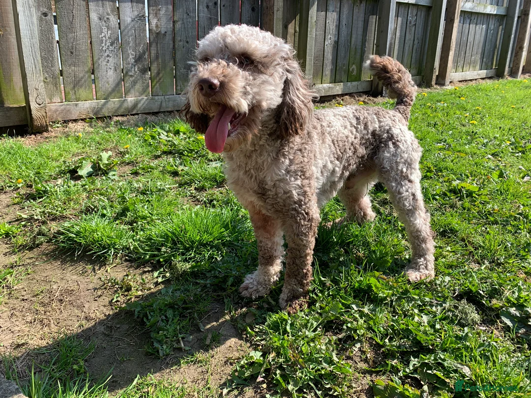 Cockapoo dogs for stud: MERLE F1b MINIATURE COCKAPOO at stud in Rowlands Gill - Advert 15