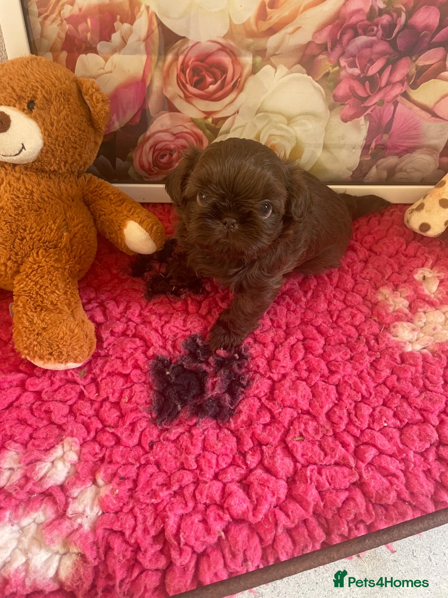 Shih Tzu dogs Chocolate imperial shih tzu - Advert 3