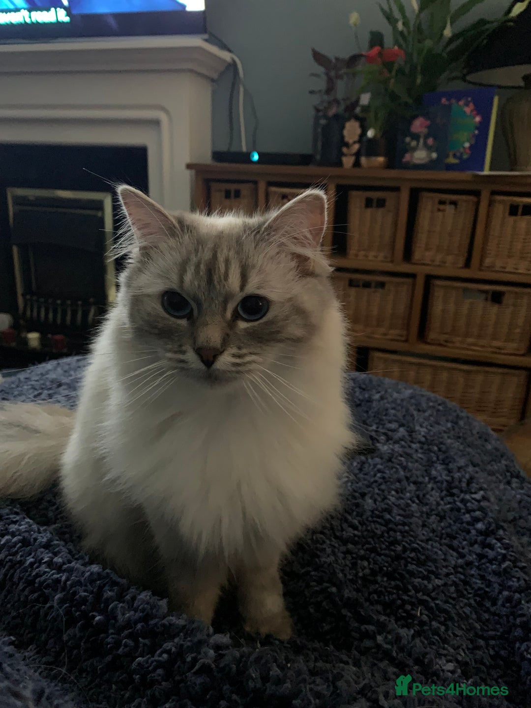 Ragdoll cats for sale: Lilac Lynx Ragdoll - Advert 7