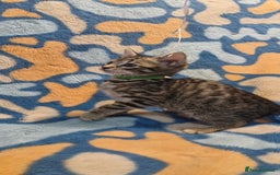 Bengal cats for sale: Bengal mix kittens for sale - Image 5