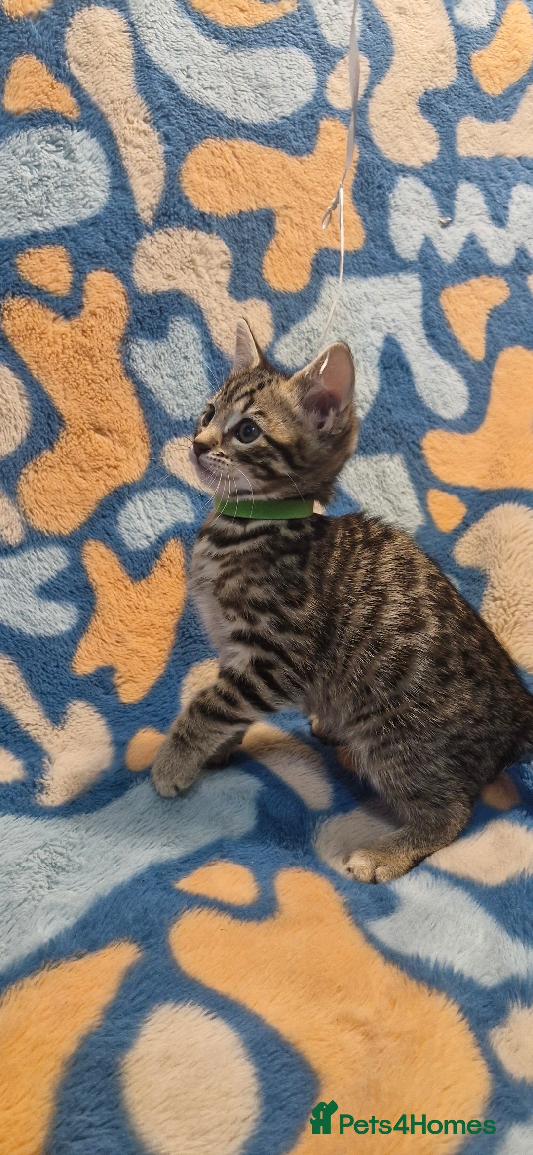 Bengal cats for sale: Bengal mix kittens for sale - Image 5