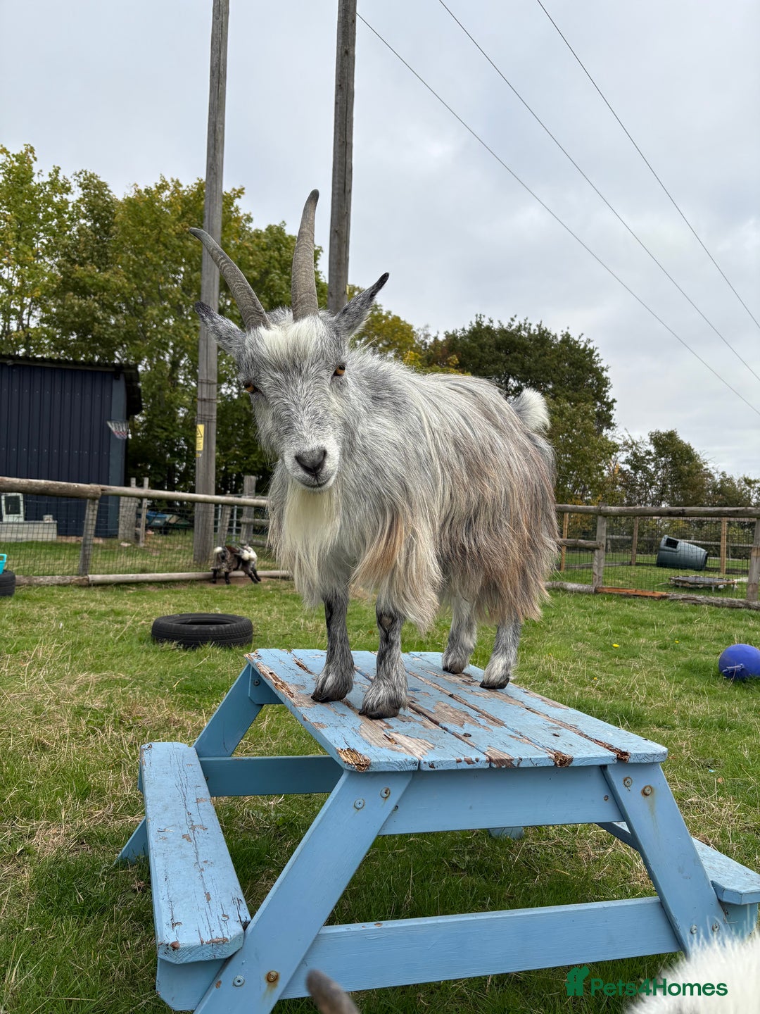 Goats livestock for sale: 4yo wether - Advert 3