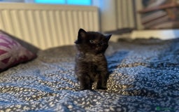 Mixed Breed cats for sale: Social loving ragdoll cross fluffy black blue eyes - Image 13