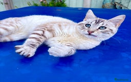 Savannah cats for sale: Breath taking rare girl - Image 28