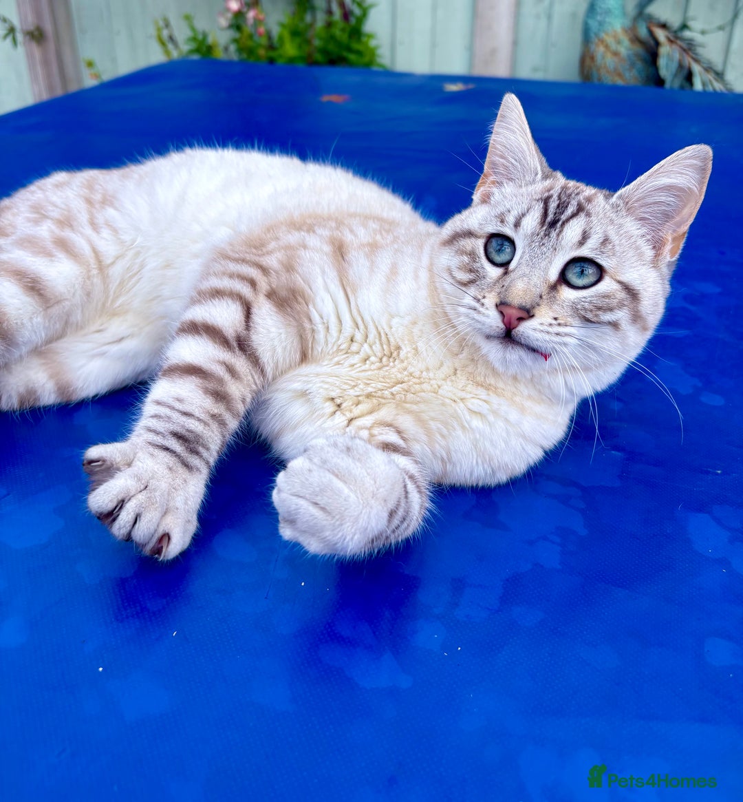 Savannah cats for sale: Breath taking rare girl - Image 28