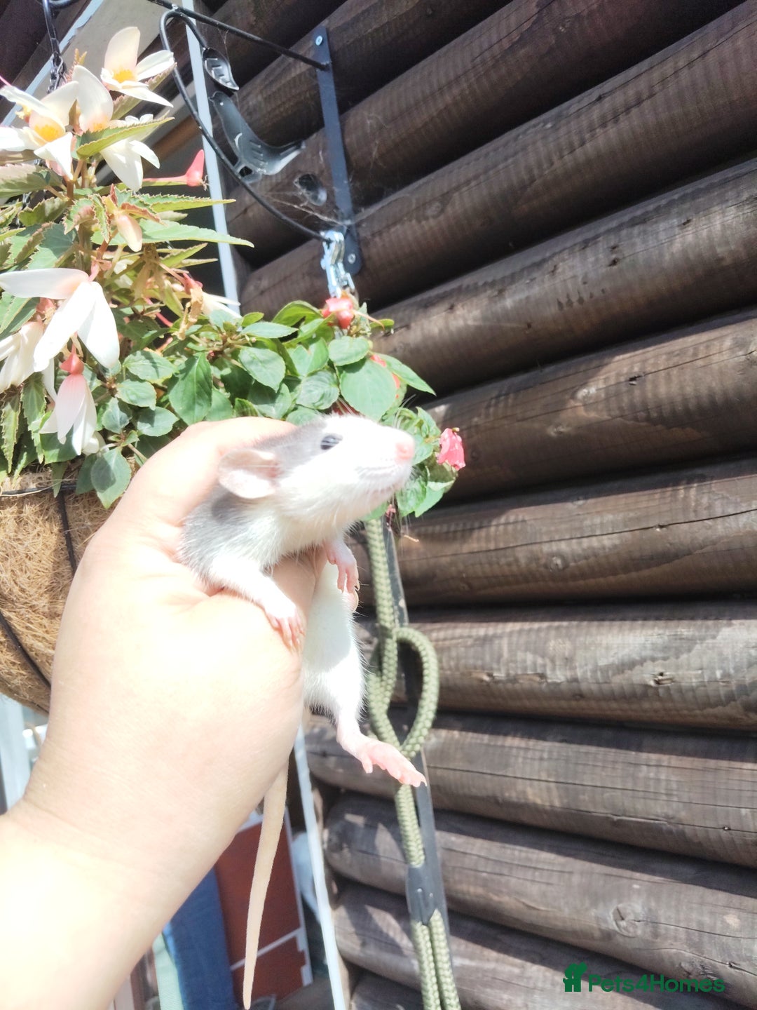 Rat rodents for sale: Beautiful baby rats dumbos smooth and rex  - Image 14