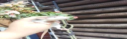 Rat rodents for sale: New babies ready now 6 week and upwards  - Advert 14
