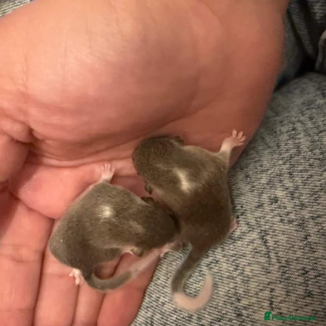Mouse rodents for sale: 6 African Pygmy door mice  - Advert 2