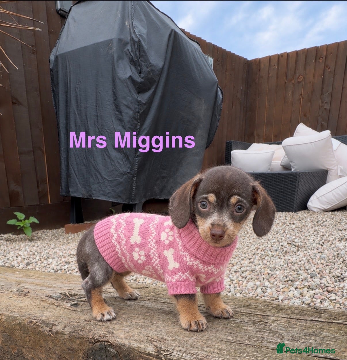 Mixed Breed dogs Chichi x mini wirehaired dachshund  - Advert 2